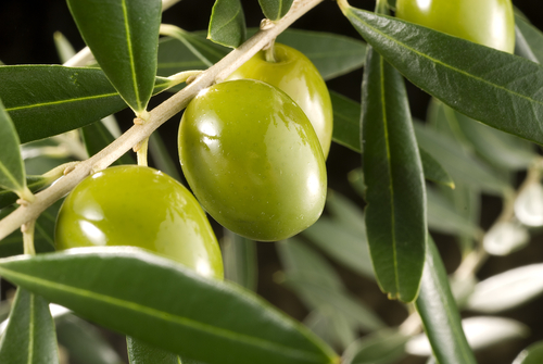 Con olive e lavanda verso diagnosi precoce patologie fegato